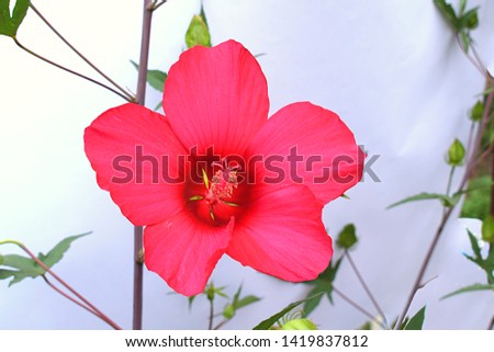 Red hibiscus flower on a white background with sunlight.