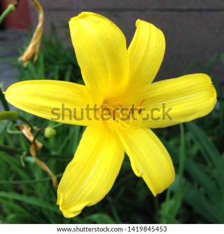 
Macro photo nature blooming flower Lilium. Background texture blooming yellow flowers lily. Image of a plant June blooming yellow lily