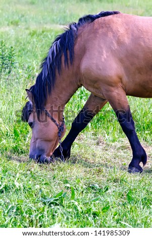 eating horse vertical picture