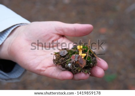 Chanterelle mushrooms in female hand in forest. Mushrooms in forest in autumn among dry leaves. Autumn picture.