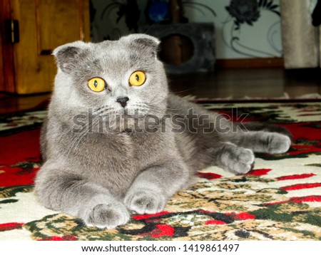 
Photo of a British Fold cat lying on the carpet