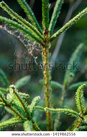 green wet spruce tree branches in nature with blur background texture