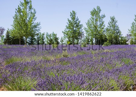 Lavender field in El Pobo Teruel Aragon Spain