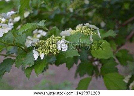 Home garden, flower bed. Viburnum, a genus of woody flowering plants Adoxaceae. Useful plant. White flowers