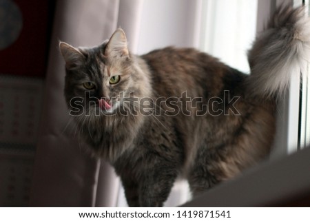 photo gray cat stands on the windowsill with a big tongue licks its nose. angle from below