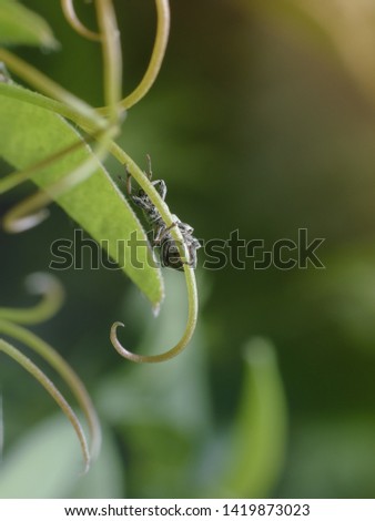 A small bug is hiding behind the tendril of the plant. Beautiful spring summer natural background with copy space. Macro photography of insects, selective focus.
