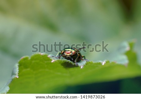 A small emerald colored bug sits on a lush green leaf. Front view. Beautiful spring summer natural background with copy space. Macro photography of insects, selective focus.