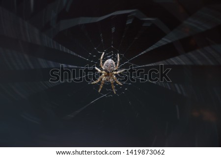 A little tiny scary spider in the center of its sticky web in the garden. Macro photography of insects, selective focus, copy space.