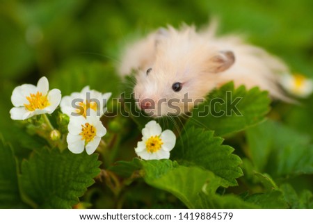 Orange syrian hamster in the garden in the spring