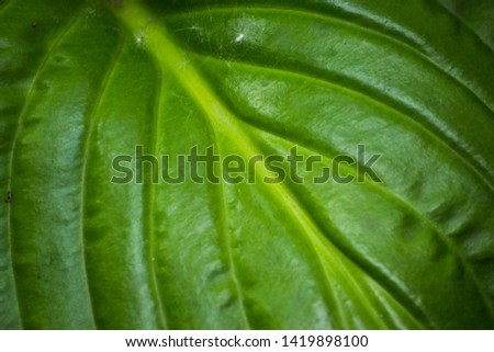 Green texture. The leaf of a plant. Portrait.
