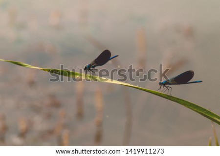 Two beautiful blue dragonflies on a green reed leaf on a blurred water background