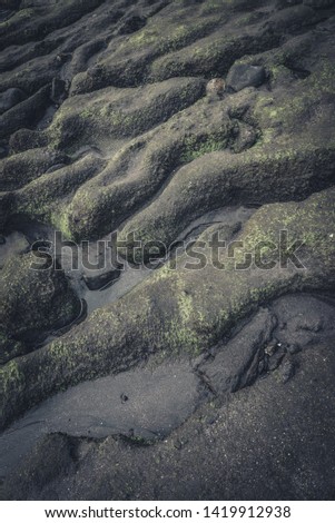 Texture of rocky ocean floor with green moss at low tide