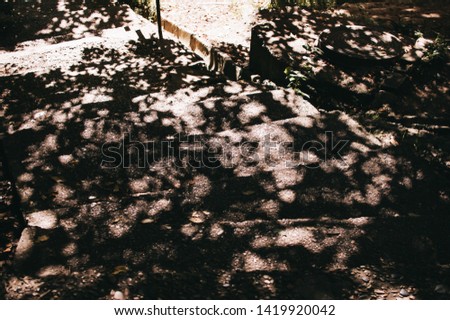 Сontrasting pattern of tree shadows on the steps