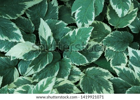 Green leaf, texture. Green background. Close up.
