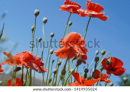 Beautiful landscape of red poppies flowering plants against the blue sky.The poppy fruit is a box.
