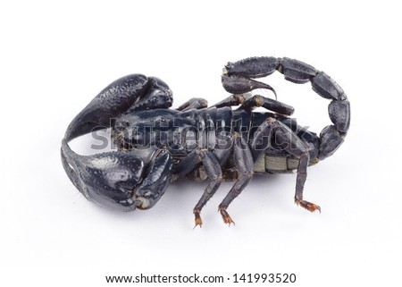 Black scorpion on white backgroun.