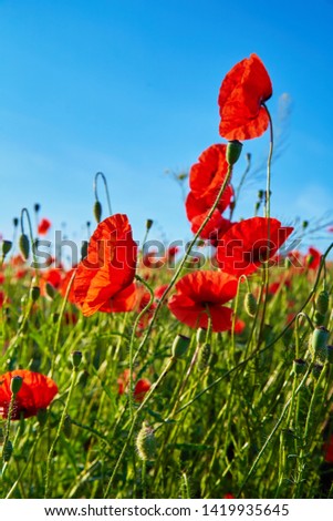 A field of flowering poppies on a bright sunny day. Picture on postcard.