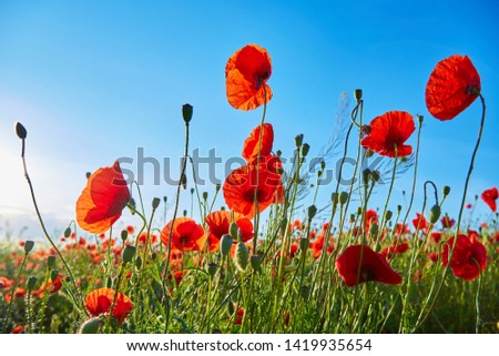 A field of flowering poppies on a bright sunny day. Picture on postcard.