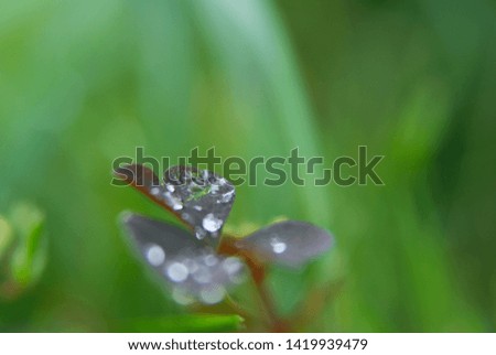 Raindrops on the red leaves of the grass oxalis, on a green background, macro, blurred effect, wallpaper