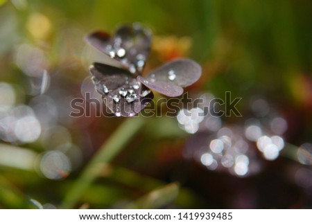 Dew drops on burgundy leaves of oxalis grass on a sunny morning, macro, soft focus
