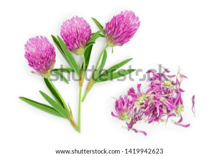 flower of a red clover clover with leaves and a stem close-up isolated on a white background. Top view. Royalty-Free Stock Photo #1419942623