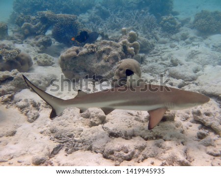 A black tip reef shark swimming on the coral reefs of the Maldives.