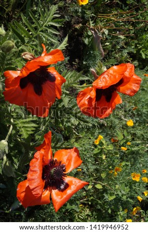 Three beautiful large red fire flowers on green grass backgrounds.Beautiful landscape of flowering plants.Beautiful poppies.