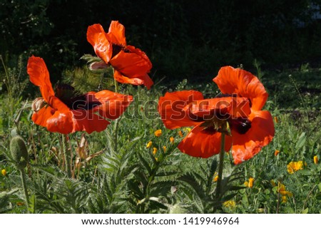 Three beautiful large red fire flowers on green grass backgrounds.Beautiful landscape of flowering plants.Beautiful poppies.