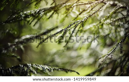 Blurred background  with green fir-tree branches and bokeh