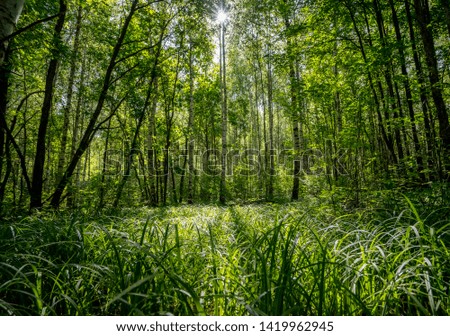 beautiful summer landscape, the sun's rays make their way through the leaves and fall on the grass forming a beautiful picture