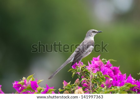 Northern Mockingbird, state bird of Arkansas, Florida, Mississippi, Tennessee and Texas, member of the Mimidae family.