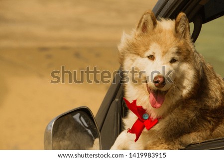 Siberian breed dog in a suv