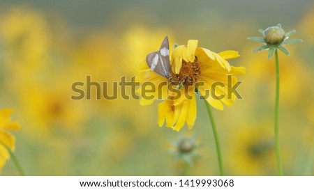 beautiful vintage flowers and butterfly soft focus background image