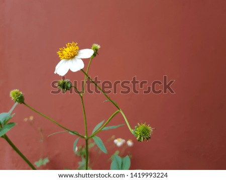 white flower on brown background