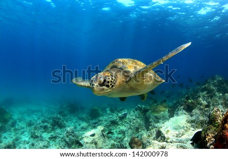 Green sea turtle (Chelonia mydas) swimming underwater Royalty-Free Stock Photo #142000978