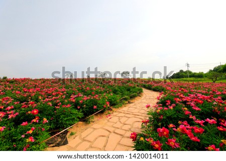 a beautiful landscape with peony and a small road