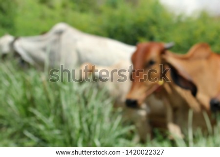 Blurred feeding cows at the farm 