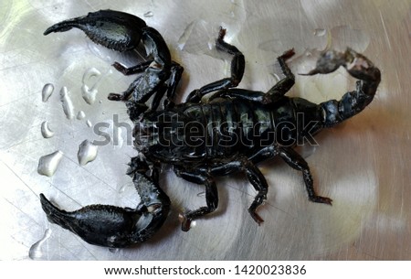 The big black scorpion crawls along the ground and raises the tail.