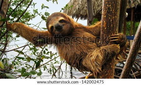 Cute baby sloth on tree trunk, Costa Rica Royalty-Free Stock Photo #142002475