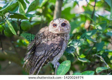 young owl on nature background