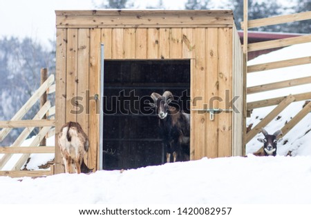 A picture of a goat staring at the camera from a wooden shelter across the snowy grounds.