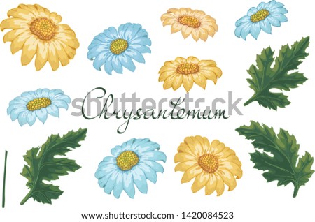 Vector floral illustration with chrysanthemum. Isolated elements on a white background. Yellow and blue golden-daisy for your floral design