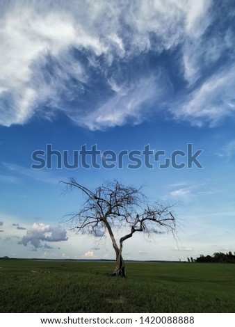 The tree died in the meadow and the blue sky