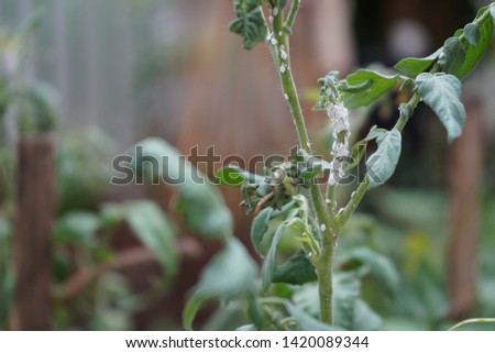 The mealy bugs that eat the garden plants.