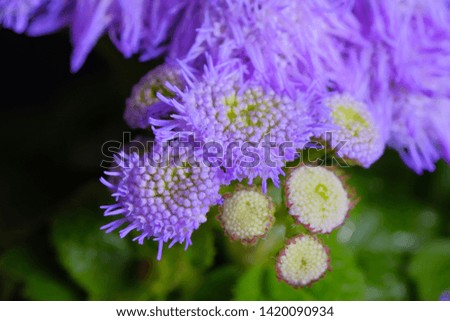 purple blue hawaii flower closeup