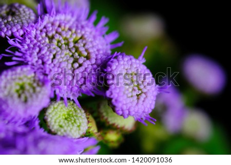 purple blue hawaii flower closeup