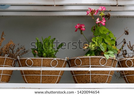 the beauty flower pots and objects in the life use for decoration at house, the authentic of houses, a retro style