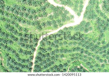 planting of oil palm oil industry on the island of Kalimantan - aerial photography Royalty-Free Stock Photo #1420095113