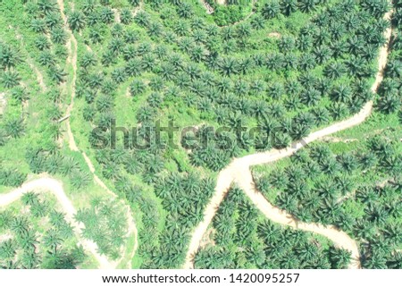 planting of oil palm oil industry on the island of Kalimantan - aerial photography