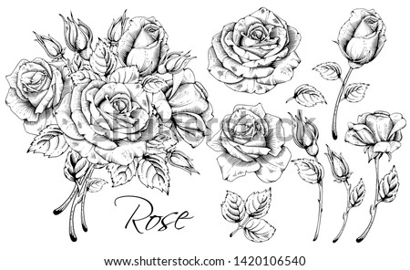 Detailed hand drawn flowers set - blooming roses, leaves and flower buds. Engraving, doodle style. Black and white colors. Isolated on white background. Vector illustration. 